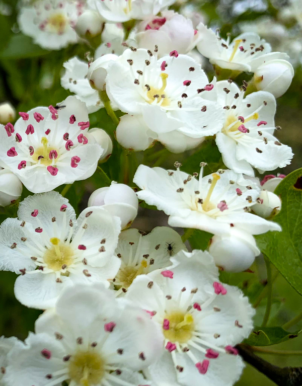 White flower - local flora.