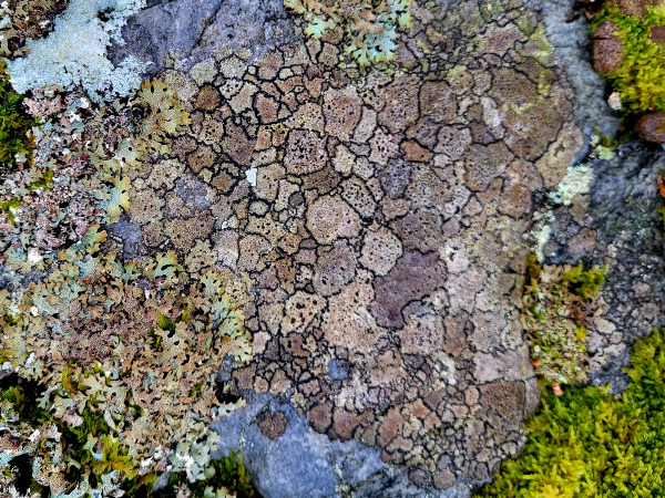 Map moss.